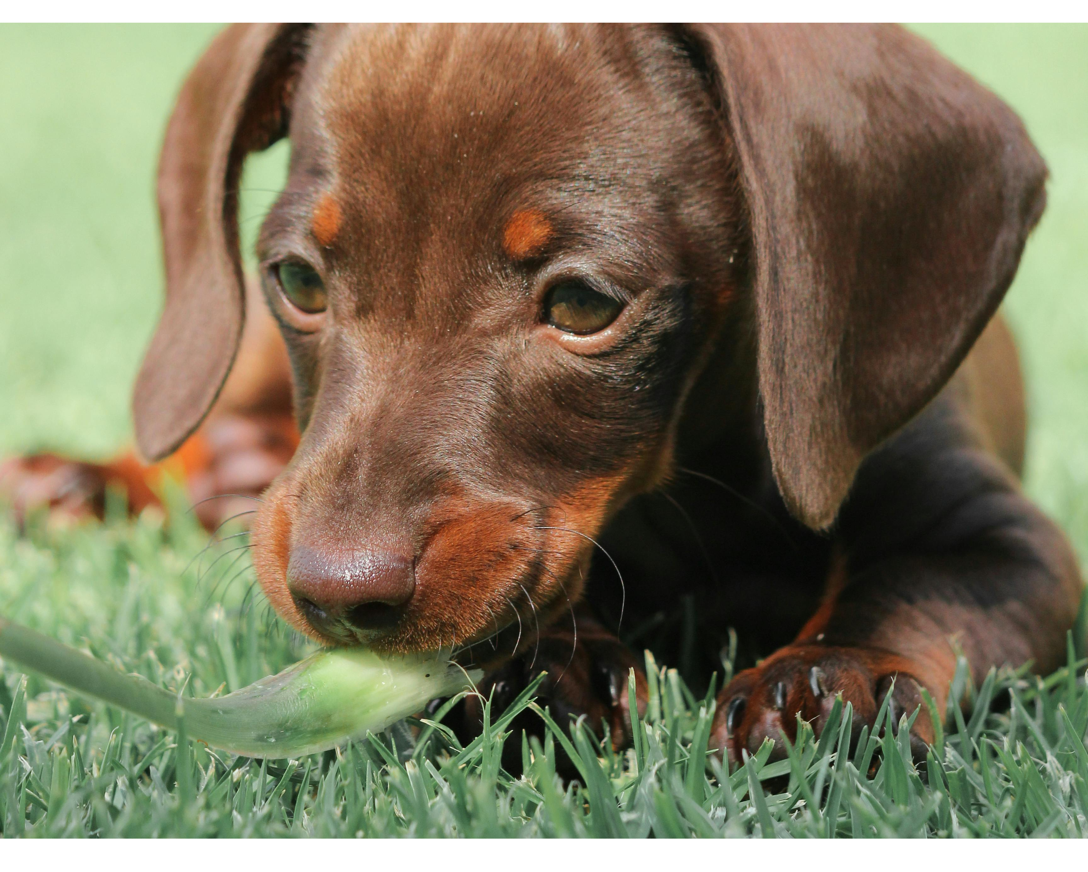 a dachshund puppy eating grass