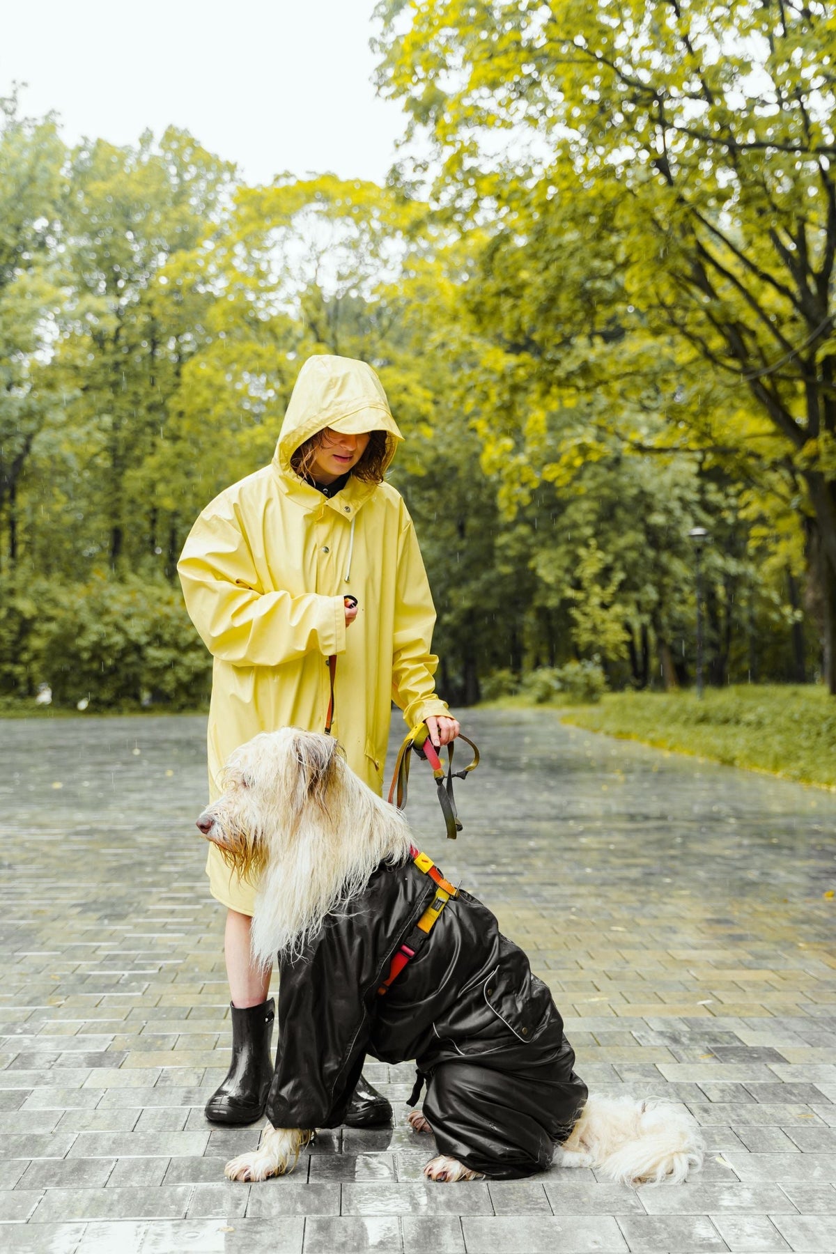 Best dog leash: the type and material that hold up on real walks - Smiley Bark