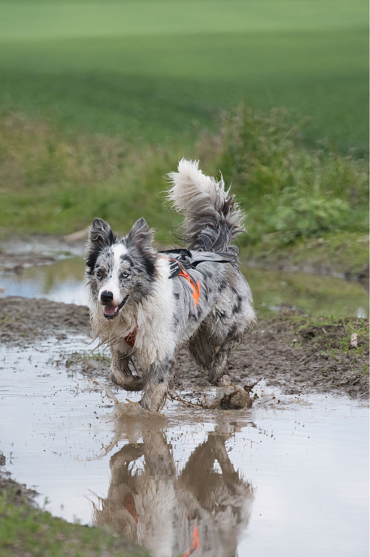 BioThane dog leads and collars: how strong they are and where they fail - Smiley Bark