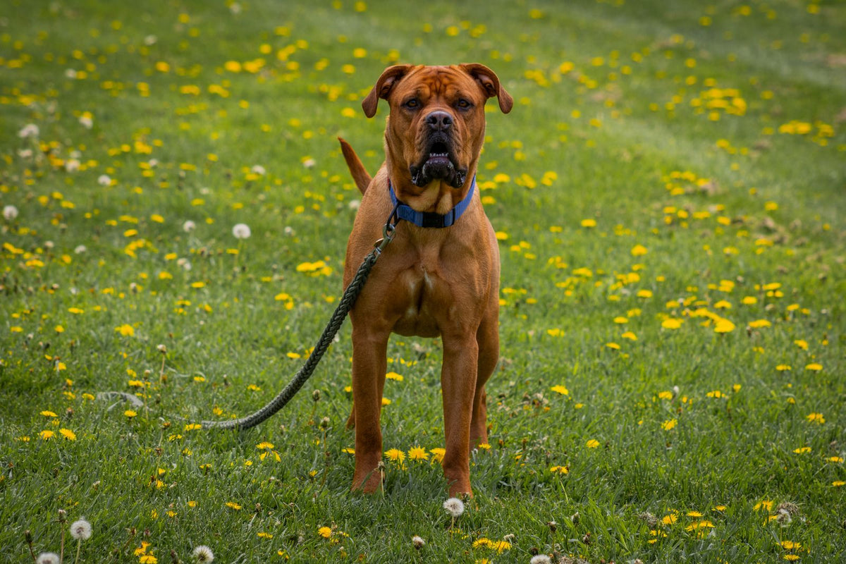 BioThane long line: length, width and the mistakes that hurt - Smiley Bark