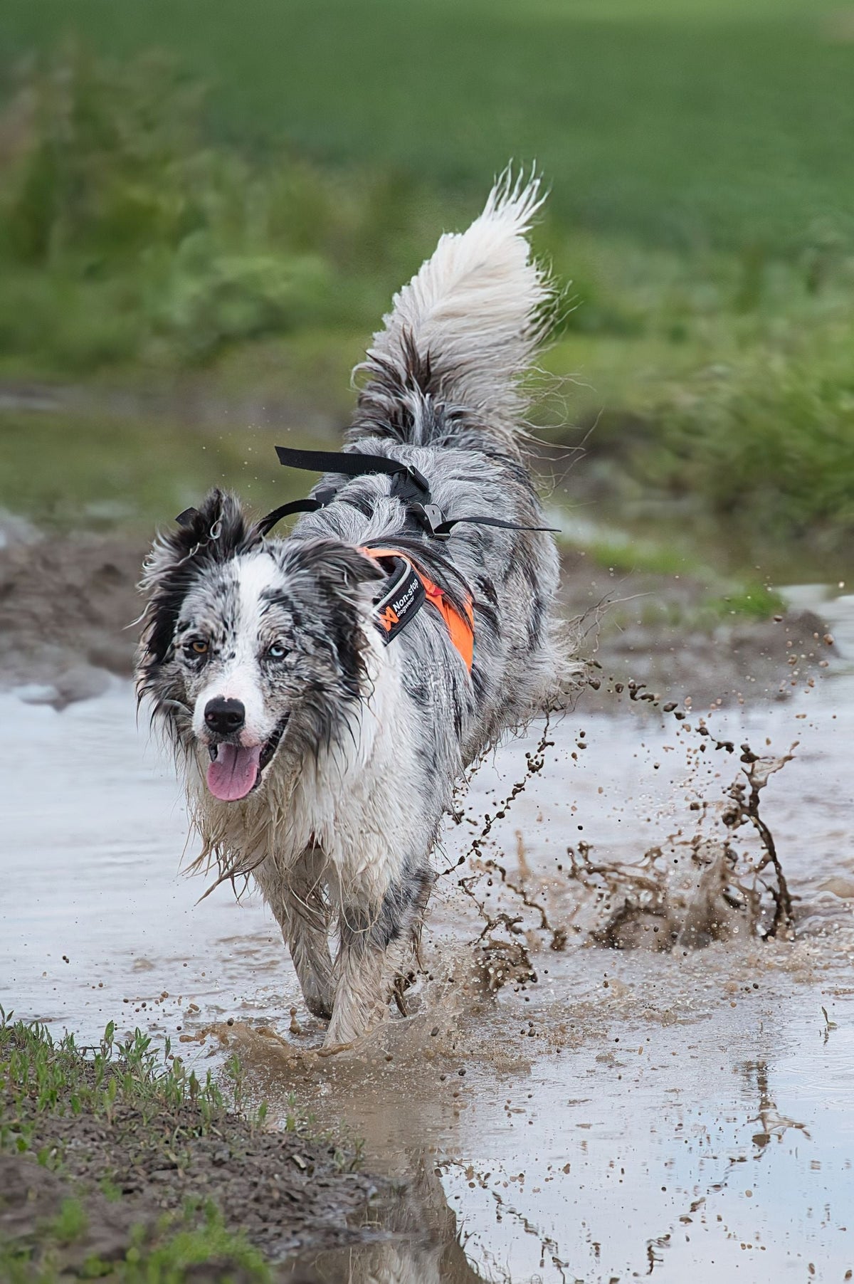 BioThane vs PVC dog leash: which lasts longer, and what is most durable - Smiley Bark