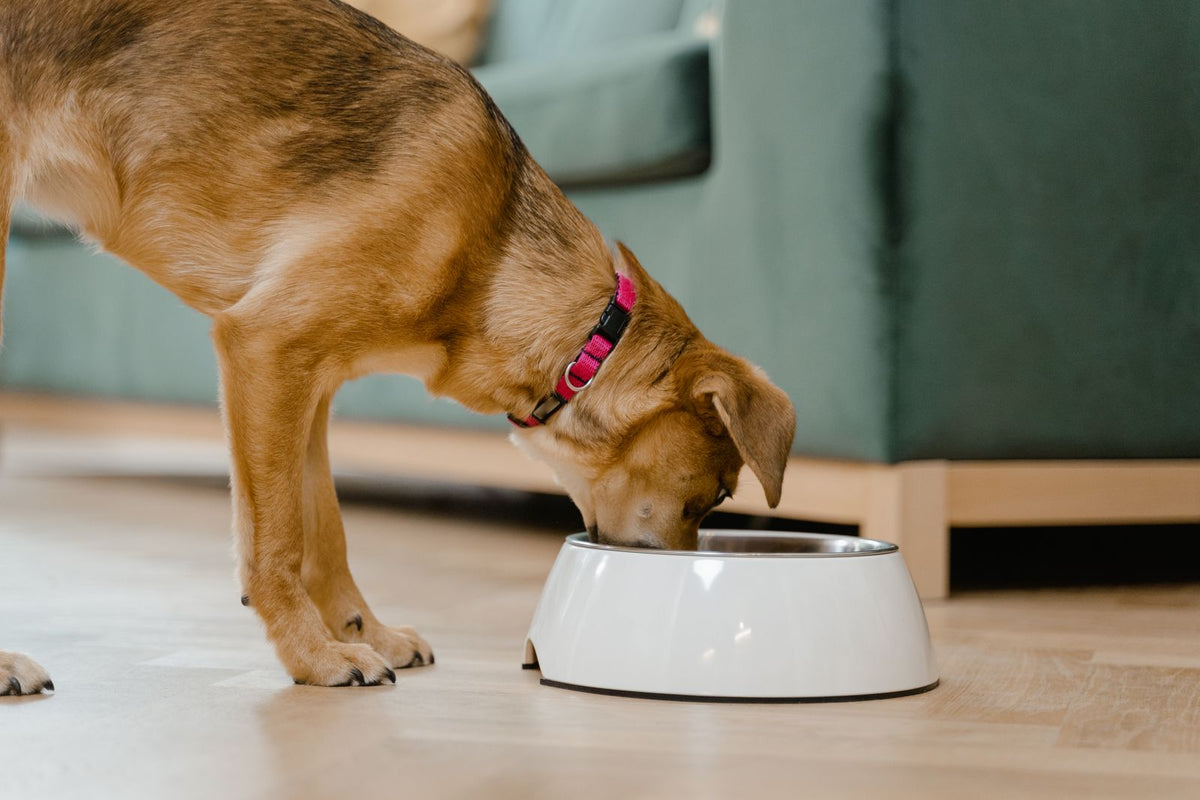 Ceramic dog bowls: how to choose one that lasts for years - Smiley Bark