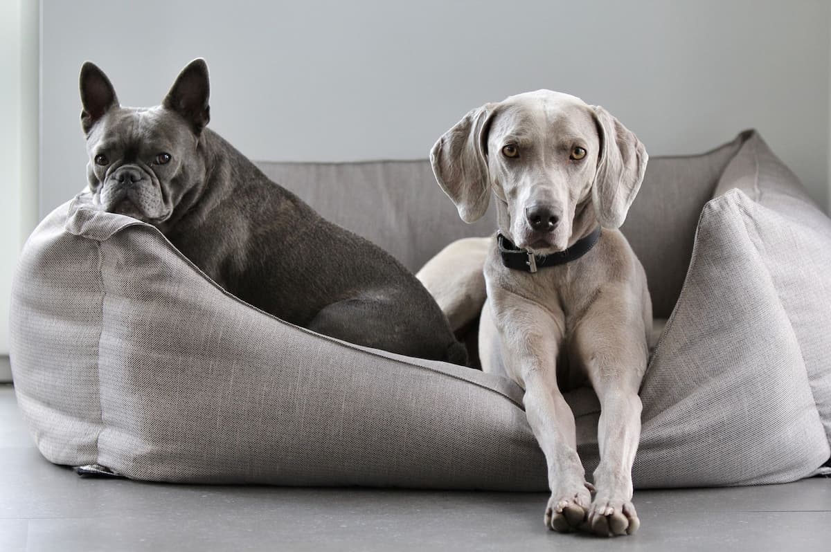 How big should a dog bed be? Measuring guide with breed chart - Smiley Bark