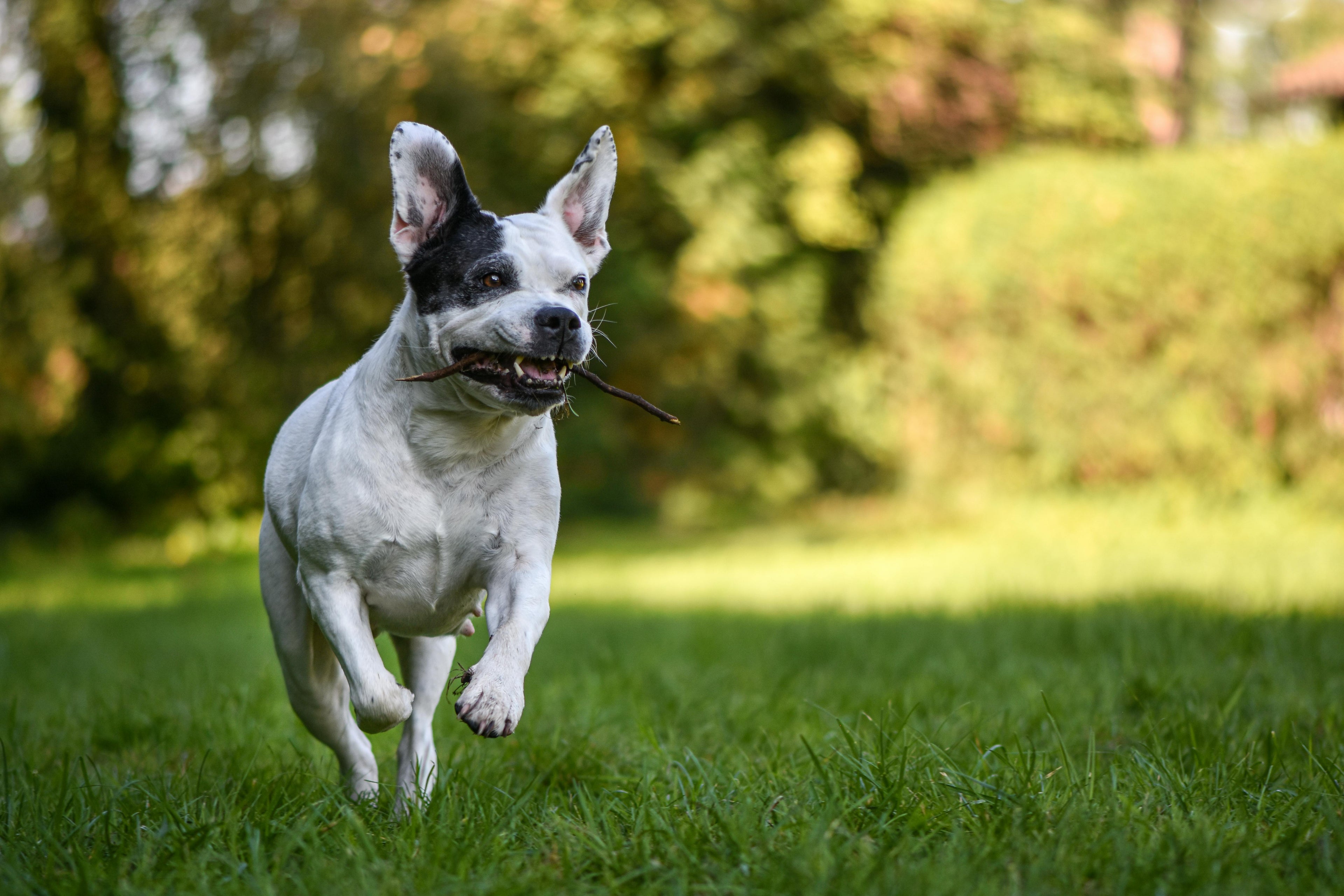 Hoeveel beweging heeft mijn hond nodig? (Per ras en leeftijd)