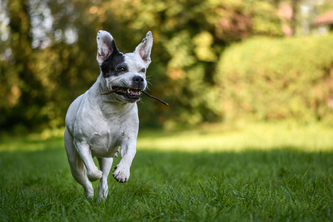 a small french bulldog running with a stick