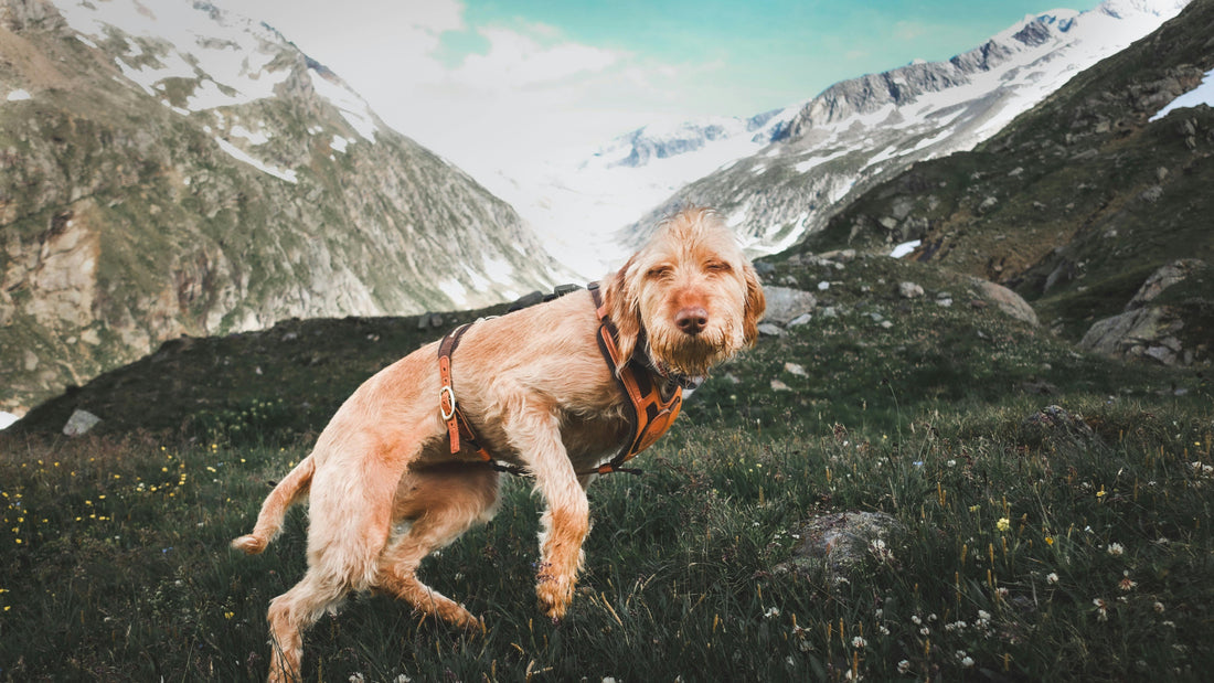 Best Dog Harness 2026: What Actually Works (and What's Just Hype)