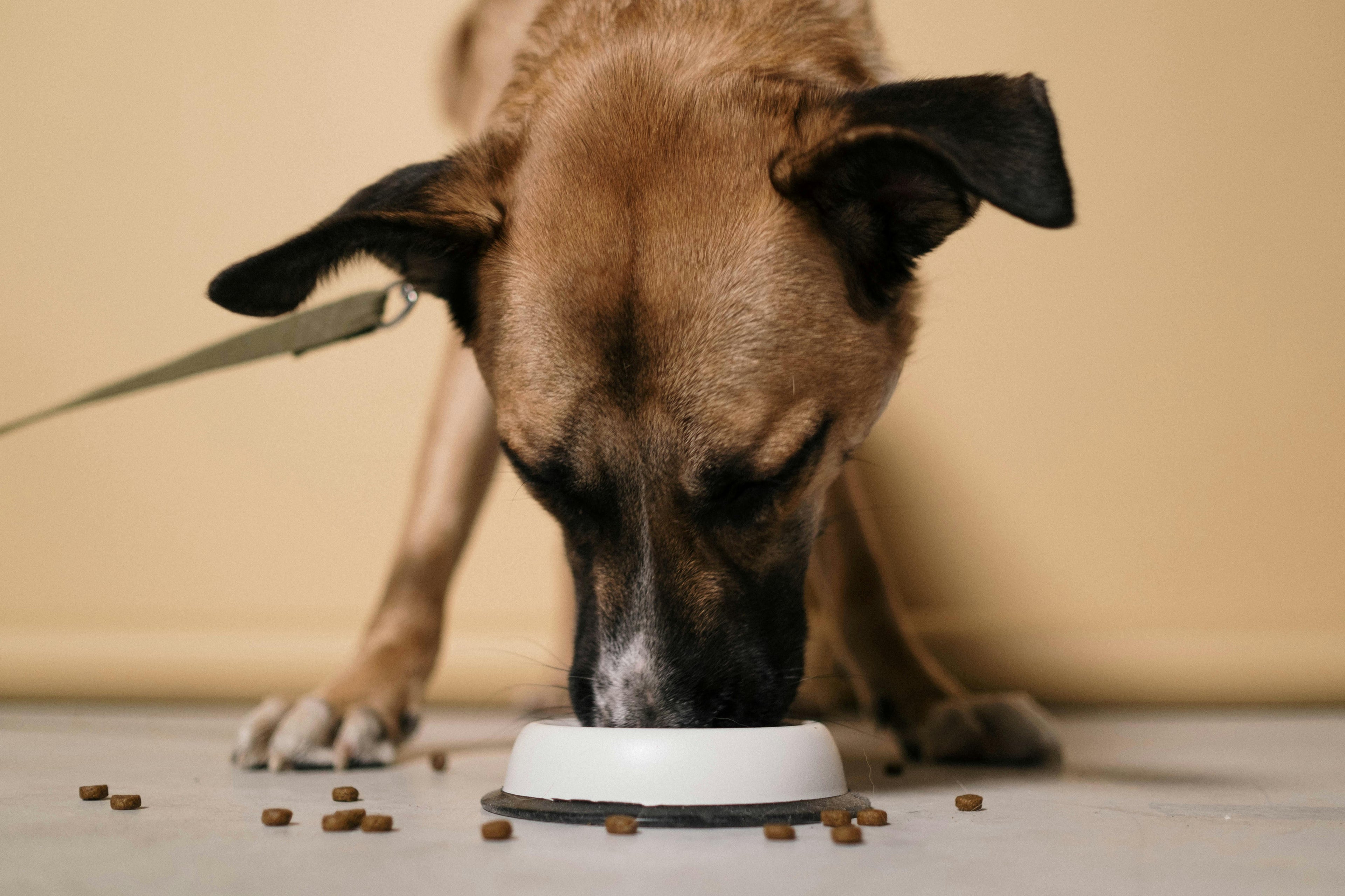 Hoe groot moet een voerbak voor een hond zijn? + De beste voerbakken van 2026
