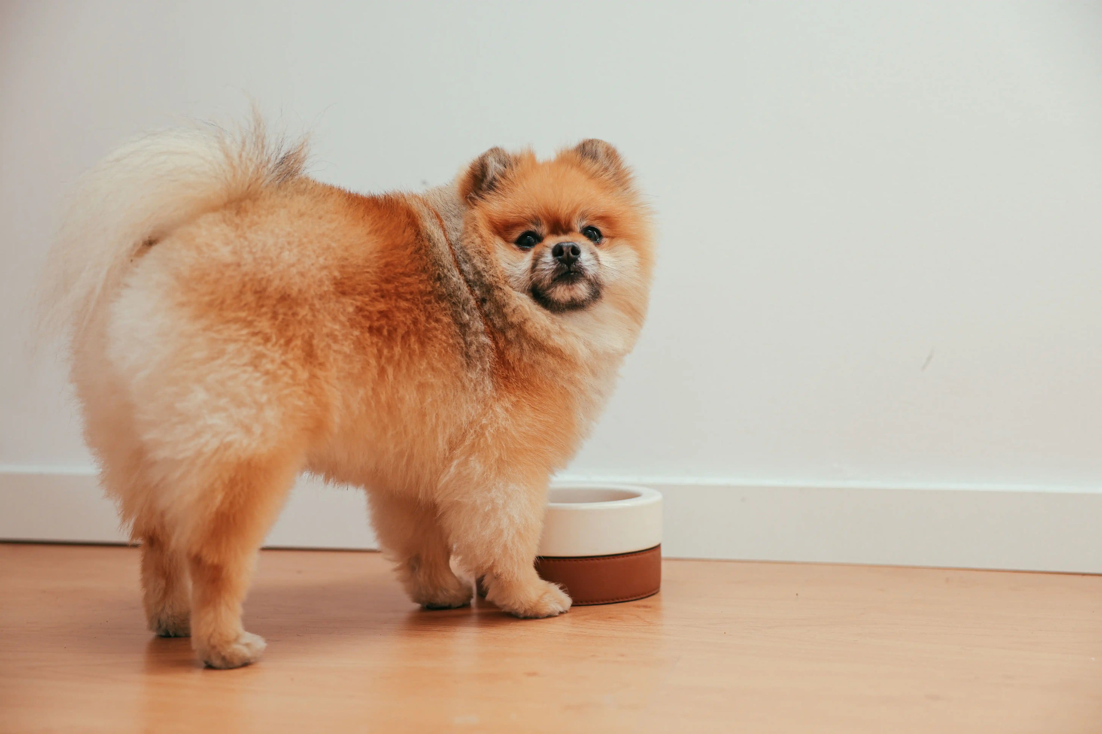 Ceramic vs Stainless Steel Dog Bowls: An Honest Comparison
