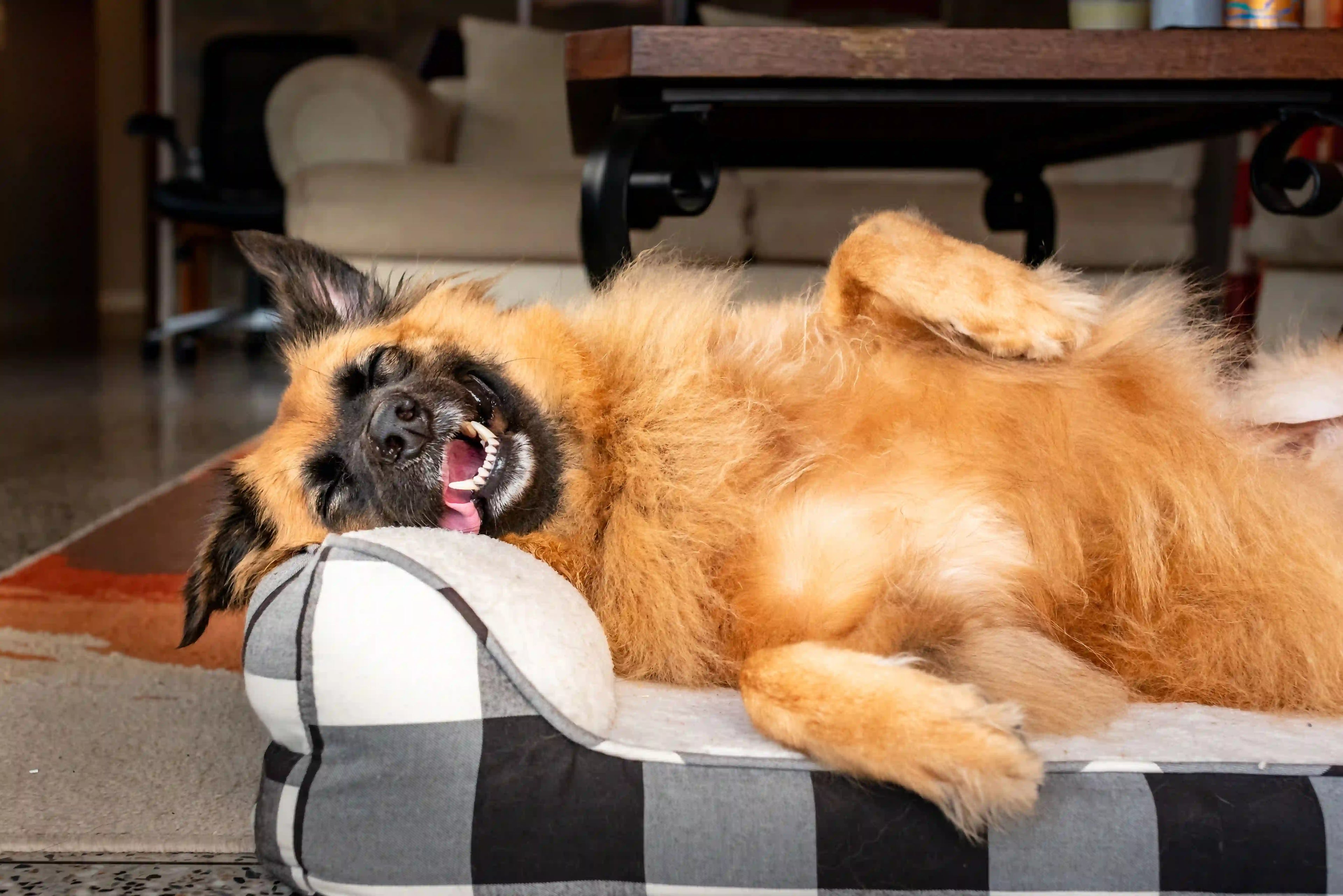 What Size Dog Bed Do I Need? A Measuring Guide (With Breed Chart)