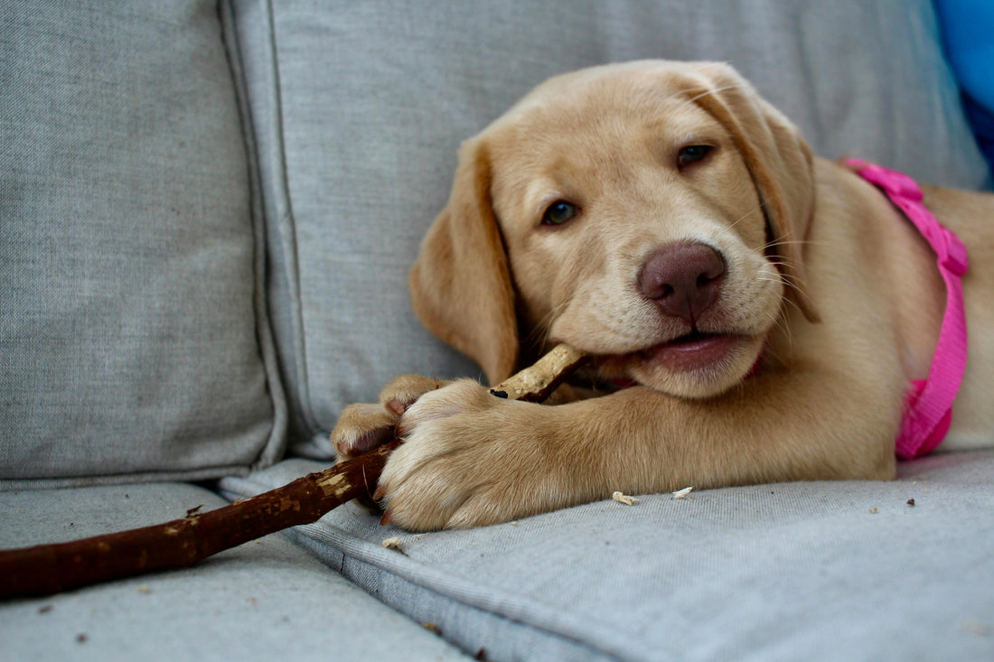 Yellow Labrador puppy on a sofa chewing a natural wood-based stick chew for teething.