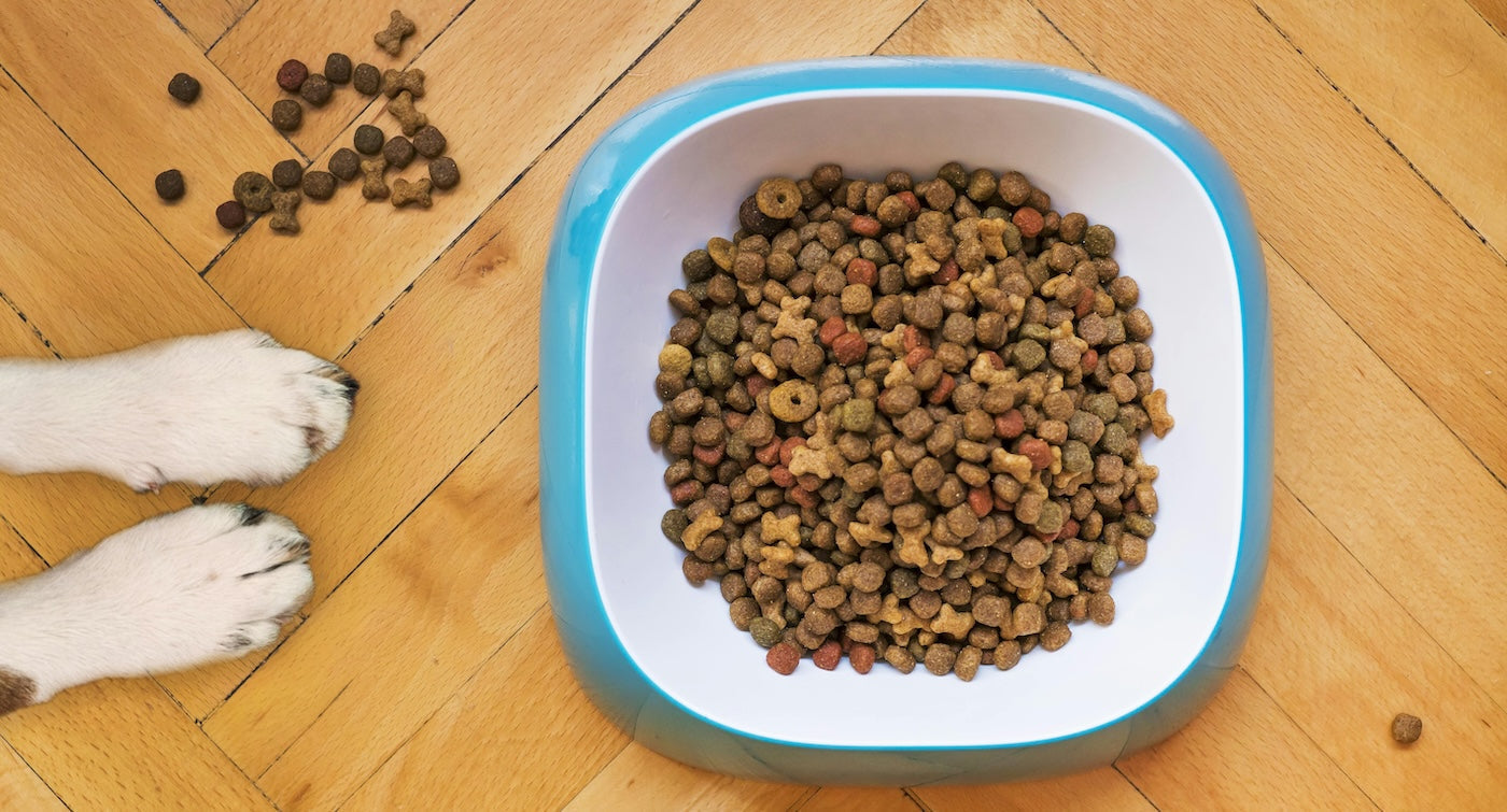 Waarom je de plastic voerbak van je hond vandaag nog moet vervangen (Wetenschappelijk onderbouwd)