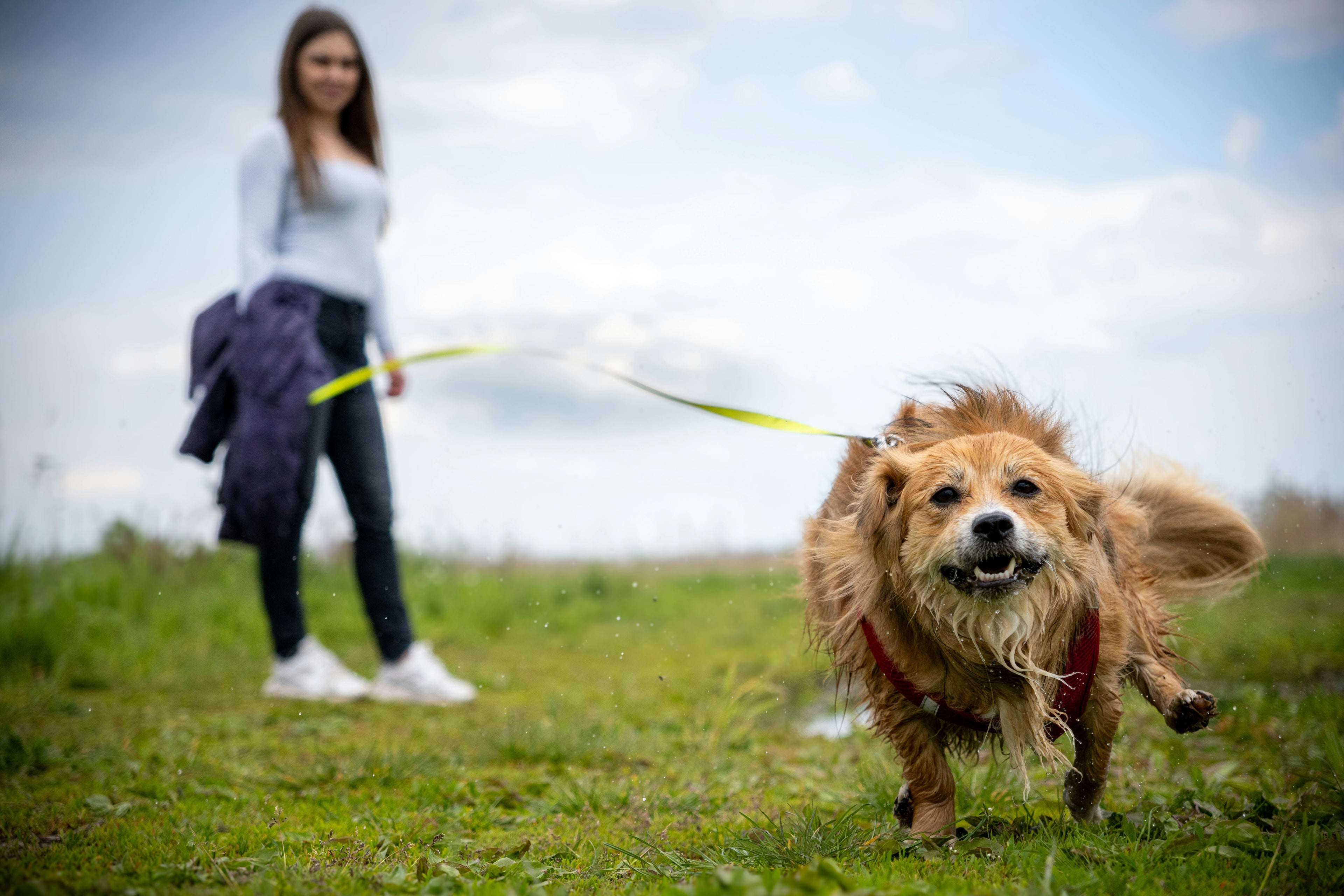 Wet dog running on a long training lead in an open field while owner holds the line
