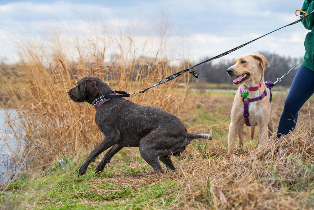 Large dog pulling owner on leash.