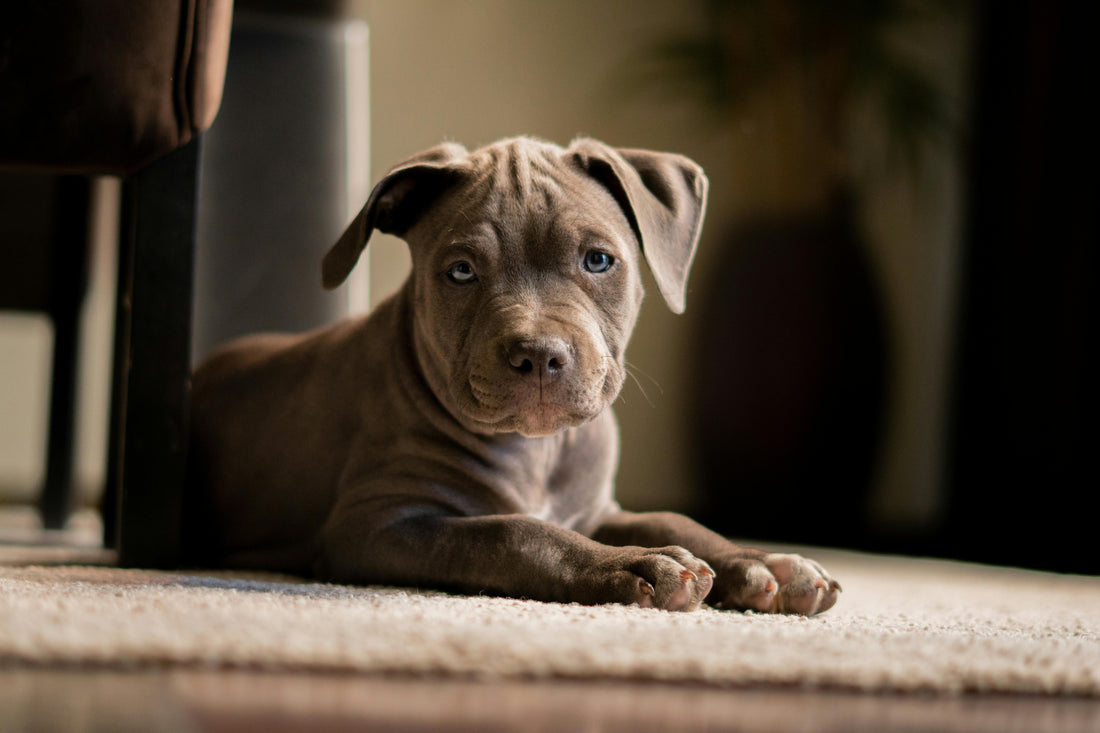 Chocolate brown puppy with blue eyes resting on a beige carpet under a chair, showing a puppy finding a safe spot.