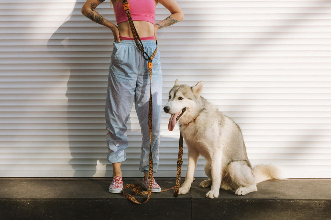 Dog with a hand-free leash