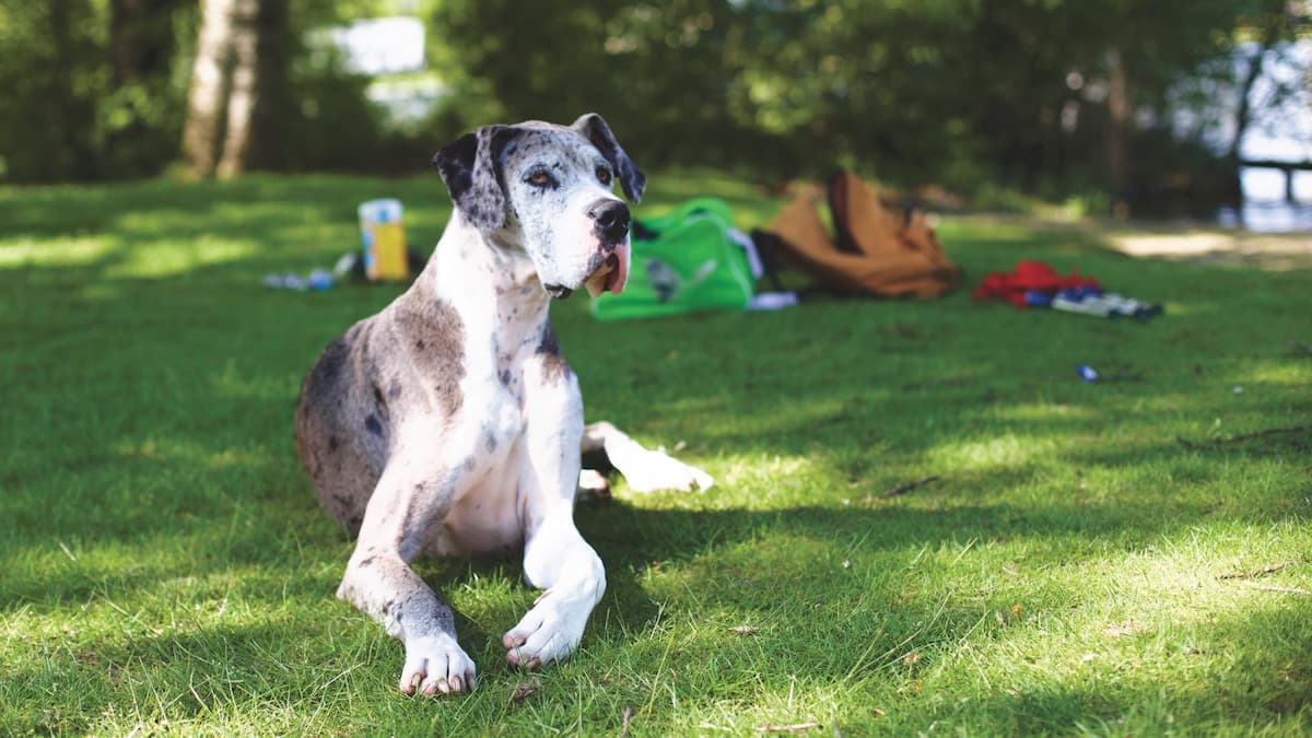 Raised dog bowls: when they help and when they do not - Smiley Bark