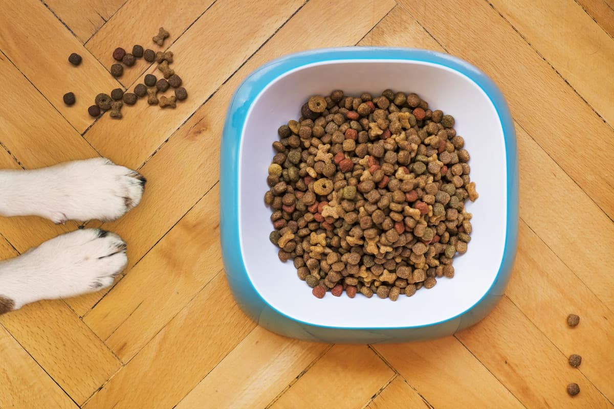 The best material for a dog bowl: what stays clean and intact for years - Smiley Bark