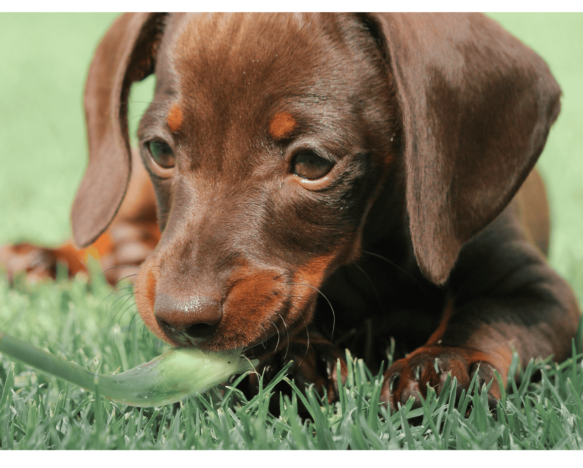 Why Does My Dog Eat Grass? The Real Reasons (and When to Worry) - Smiley Bark