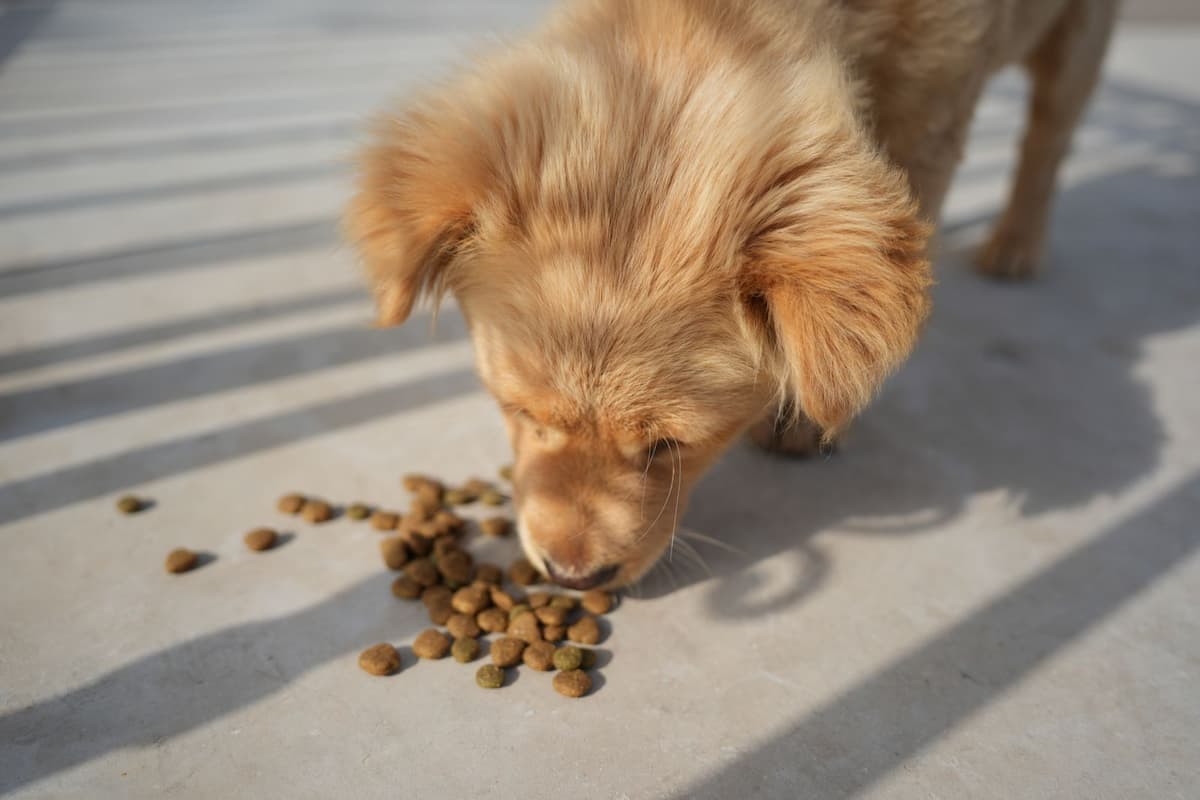 Why your dog pushes his bowl with his nose, and what it tells you - Smiley Bark