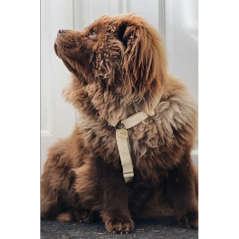 Sustainable Dog Harnesses | Hemp & Organic Cotton