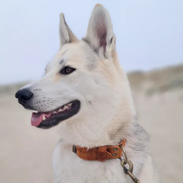 Ergonomic wide leather dog collar in camel cognac on a large breed dog