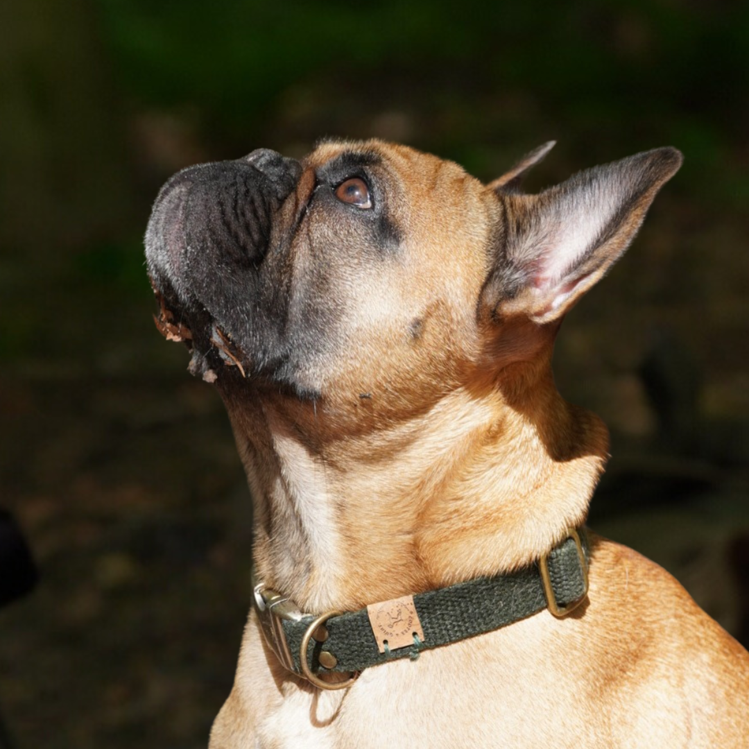 Forest green hand-dyed hemp dog collar with vintage brass hardware.