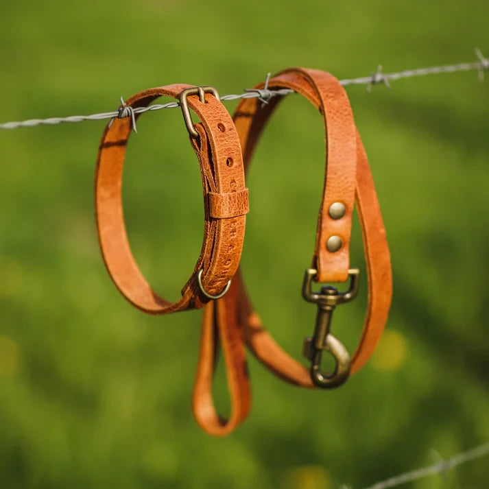 Coordinated walking set: Camel leather 'No Fuss' collar and matching minimalist lead.