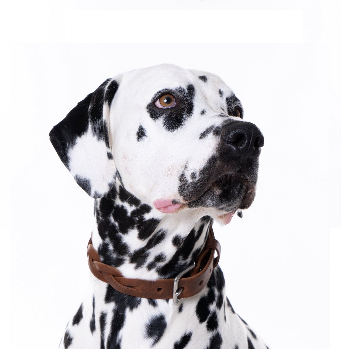 "Heritage brown braided leather collar on a dog, showcasing artisanal craftsmanship