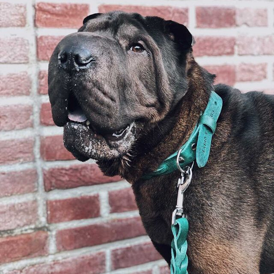 Twisted Braided Leather Dog Collar – Forest Green | Handcrafted & Sustainable