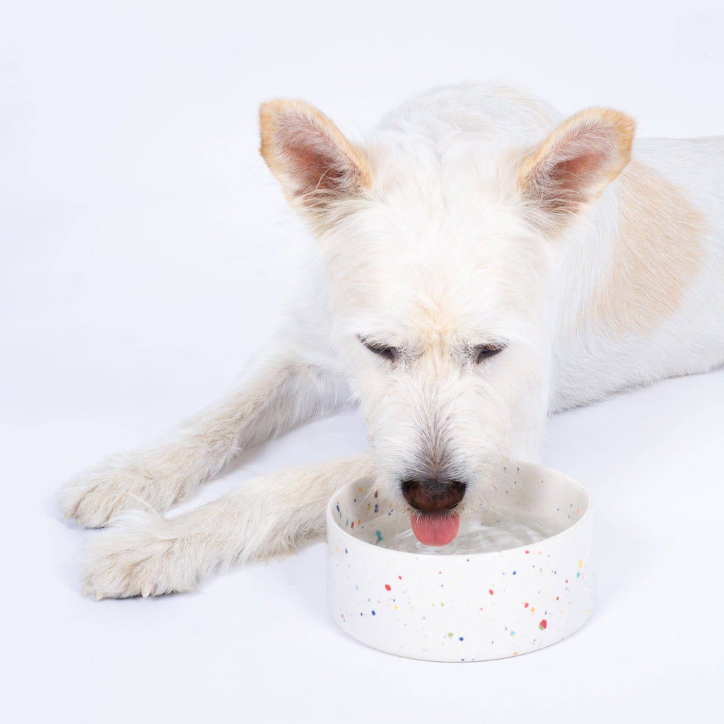 The Splatter Pet Bowl Set (Pack of 2) – Pure White