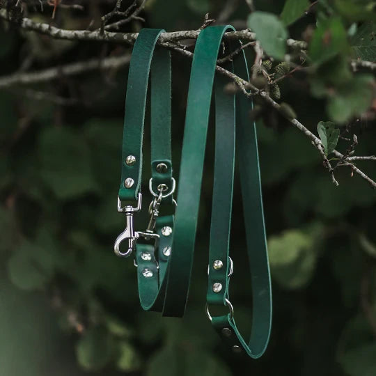 Green leather dog leashes with silver clips hanging on a branch.