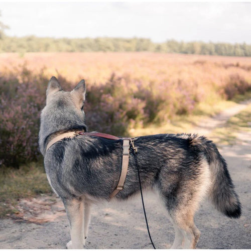 Brown long training lead trailing behind a dog during recall practice in a grassy field.