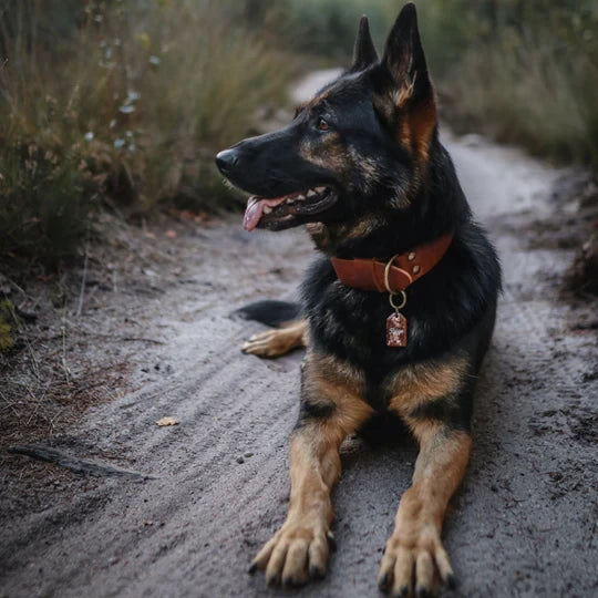 Bold Wide Italian Leather Dog Collar – Chocolate Brown | 3cm & 4cm Width