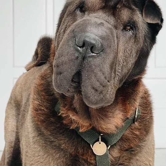 Eco-friendly Forest Green hemp harness on a dog during a forest walk.