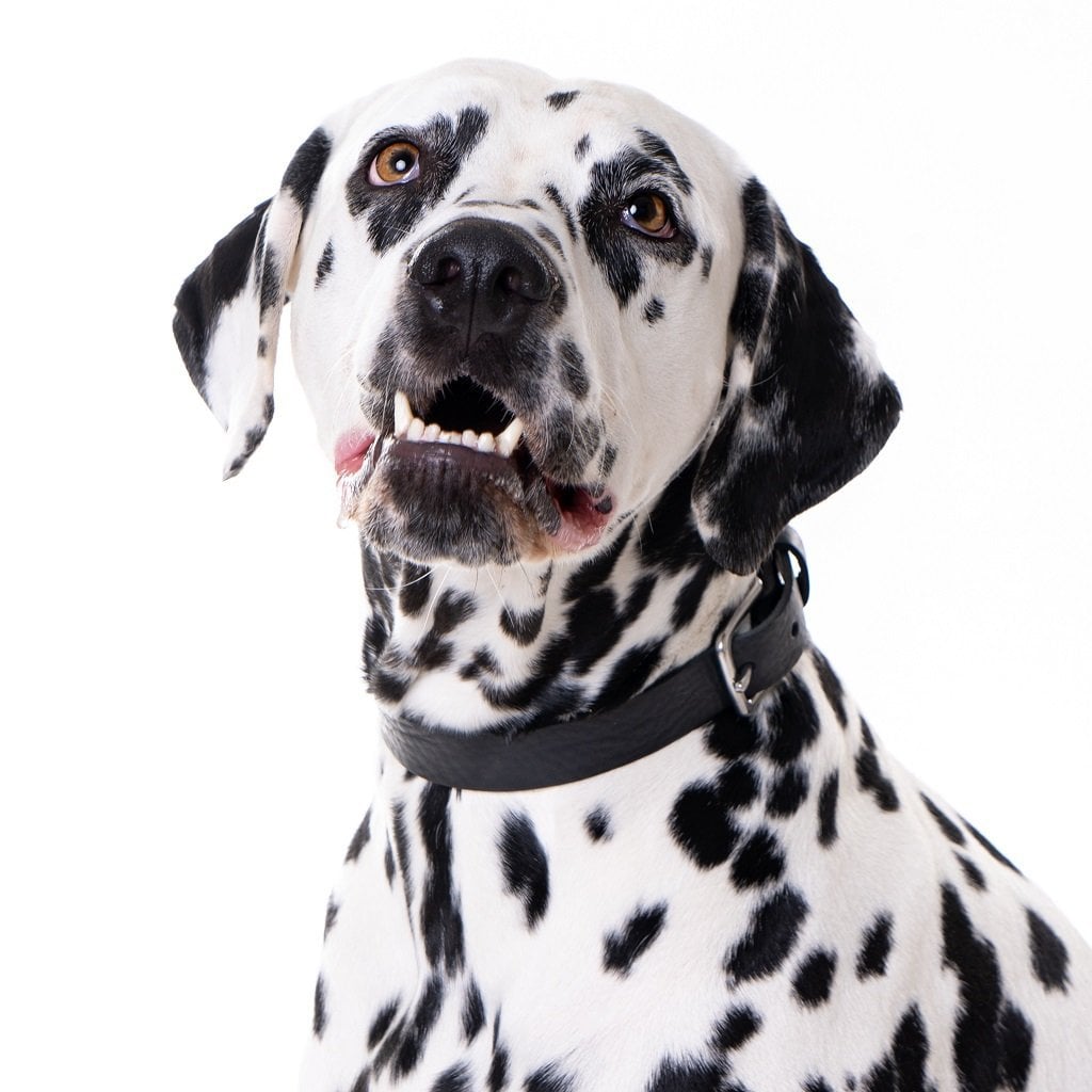 Minimalist black leather dog collar on a dog for a sophisticated urban look.