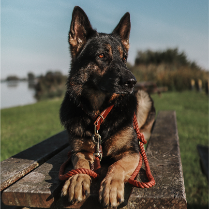 3-in-1 Adjustable Twisted Cotton Rope Leash – Rusty Red | Hands-Free & Anti-Burn