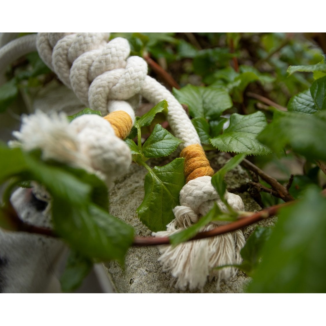 Close-up of 10mm thick braided natural cotton rope toy for puppy teething and dental health.