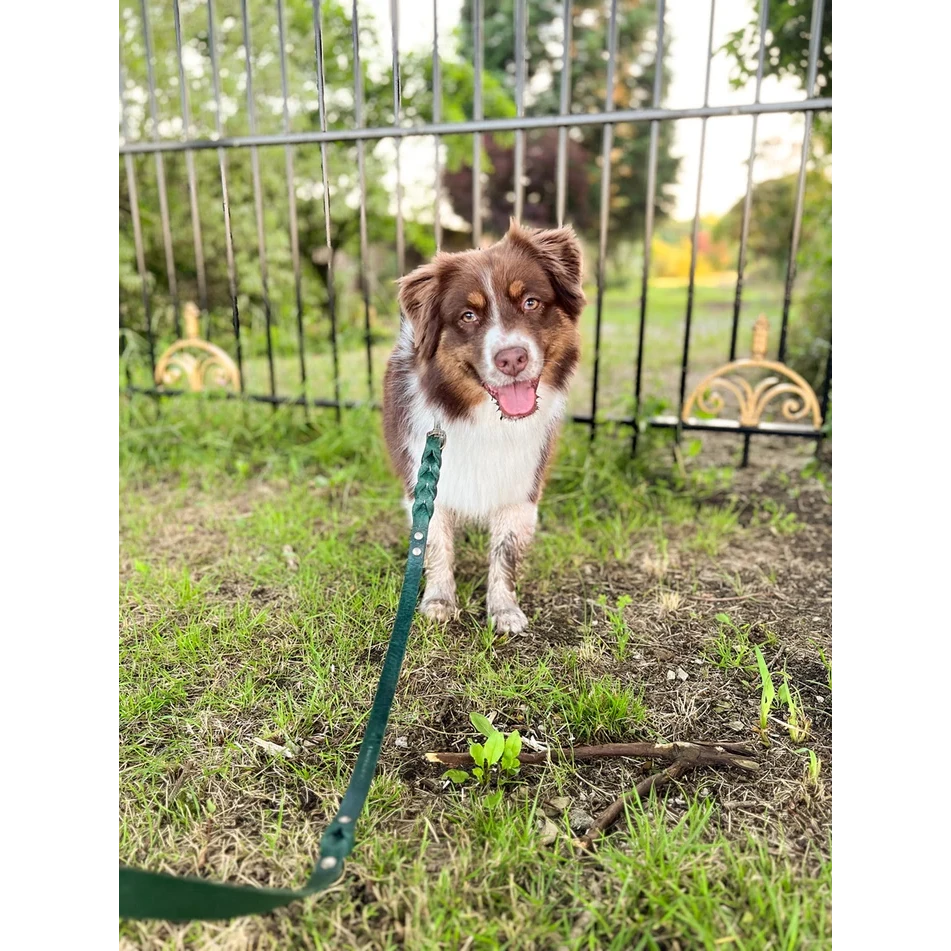Hands-free braided forest green dog leash used during a nature hike.