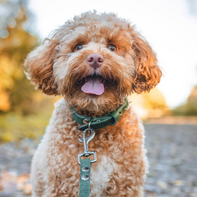 Deep green leather dog collar on a dog, showcasing a nature-inspired aesthetic.