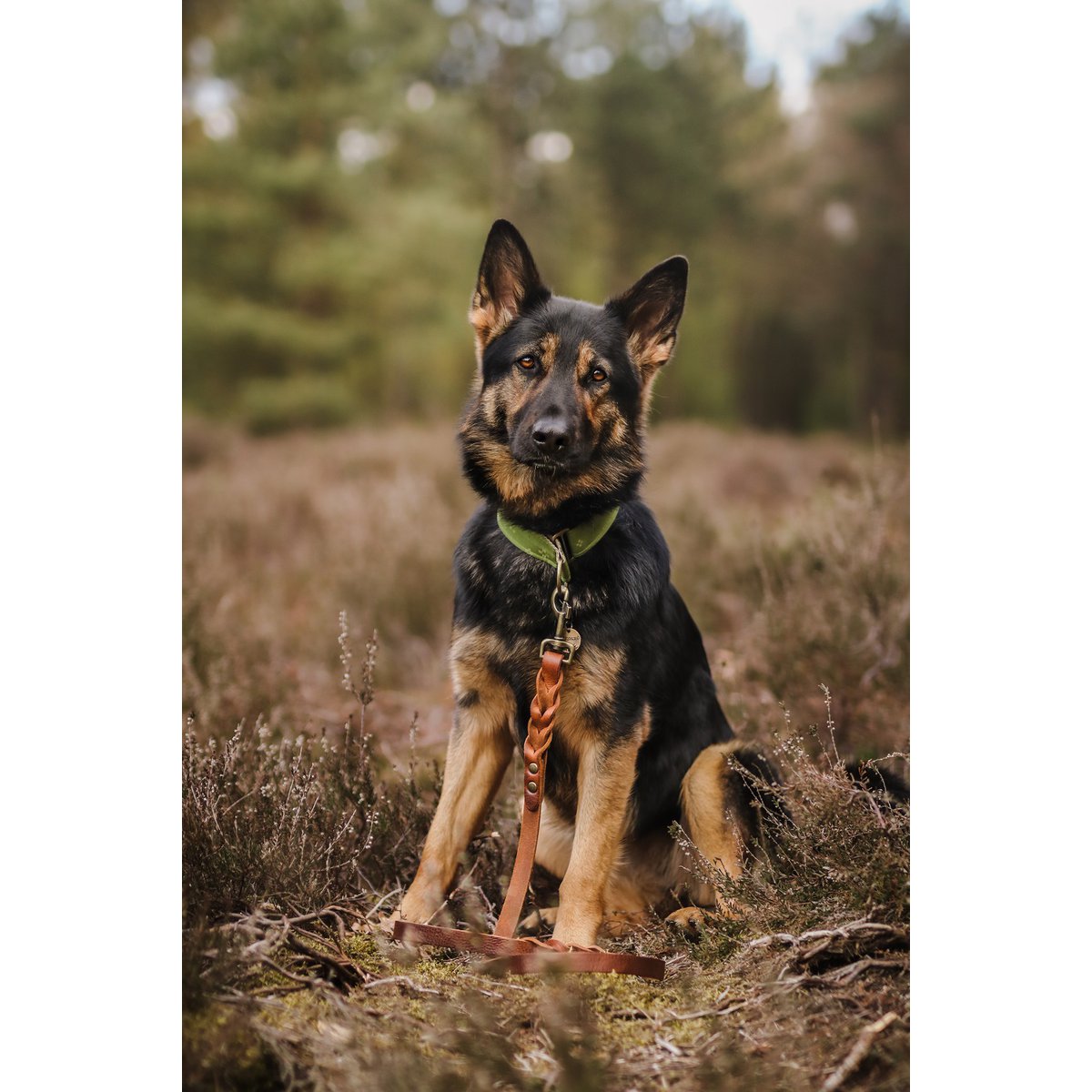 Short heritage brown braided leather dog leash for city training.