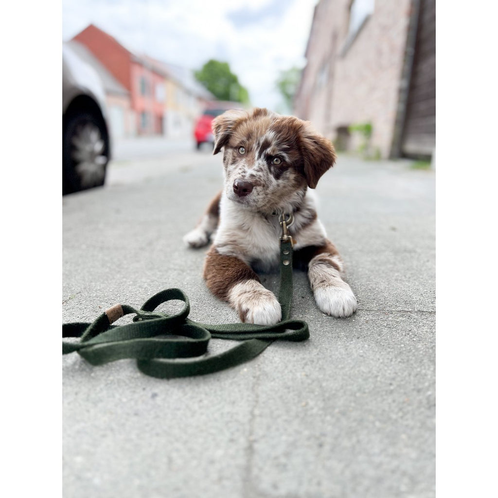 Simply Hemp 3-in-1 Adjustable Dog Leash – Forest Green | Vegan & Hands-Free