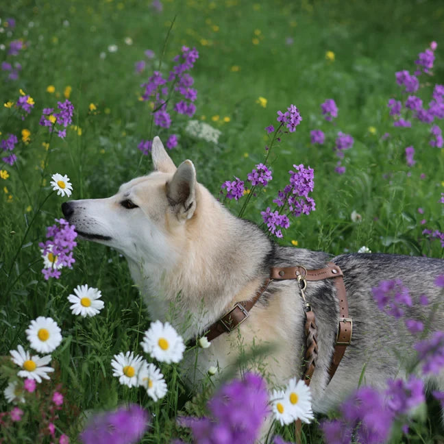 Twisted Switch 3-in-1 Braided Leather Leash – Stone Grey / Clay