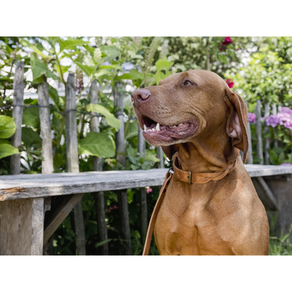 Twisted Braided Leather Dog Collar – Camel / Cognac | Handcrafted Italian Leather