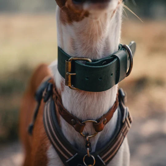 Bold Wide Italian Leather Dog Collar – Forest Green | 3cm & 4cm Width