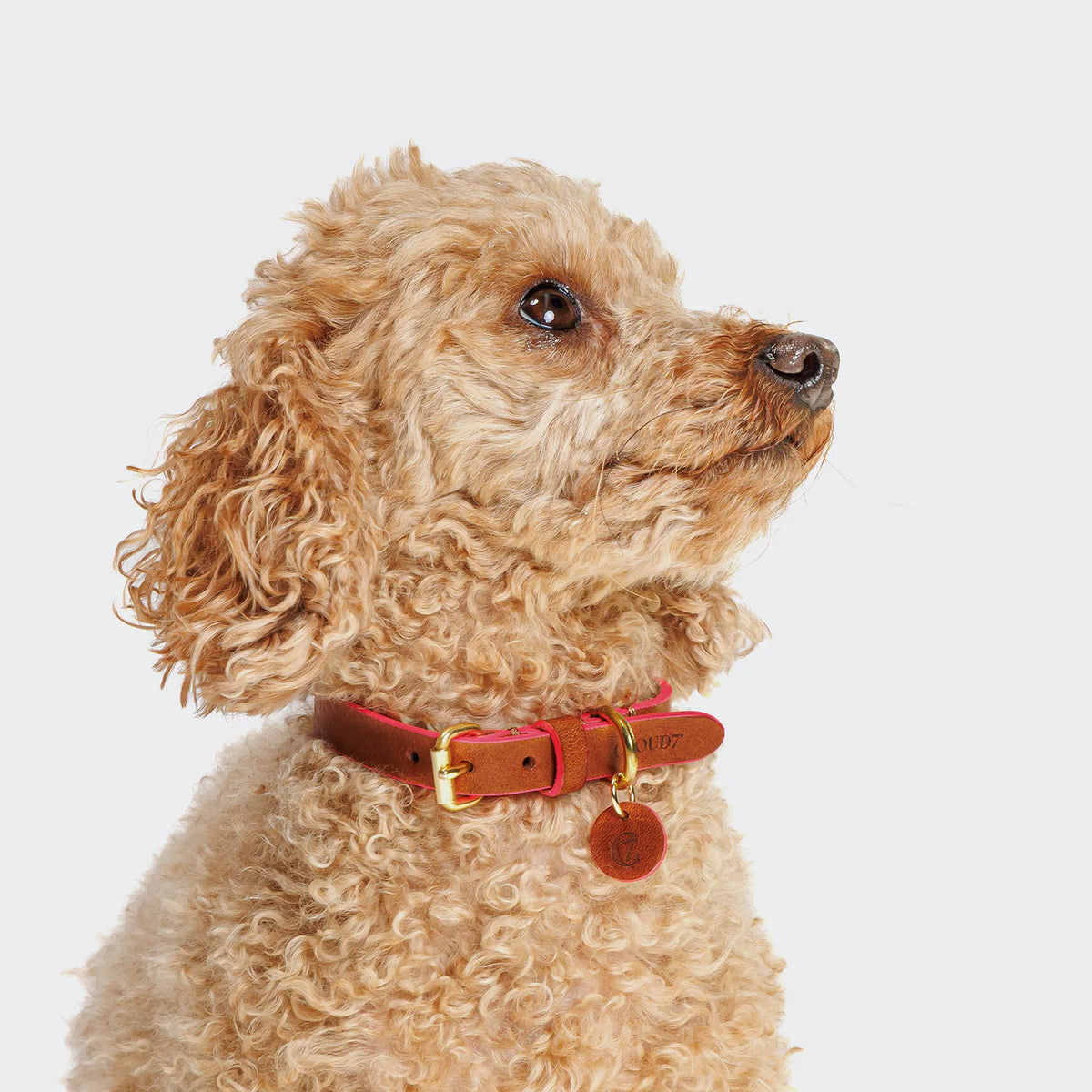 Dog wearing the Perky slim leather collar in cognac and pink, on a grey background