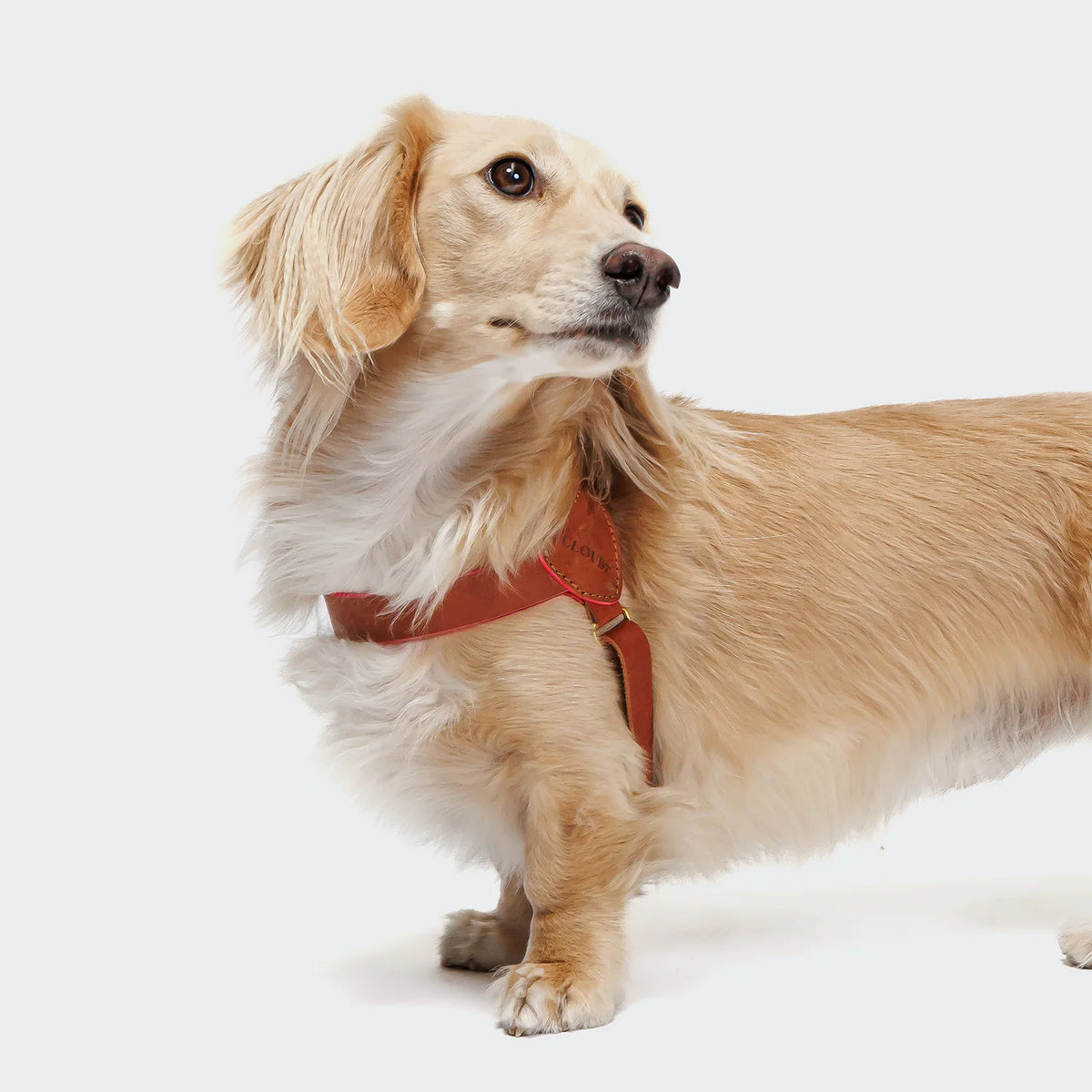 Dog wearing the Perky slim leather harness in cognac and pink, on a grey background