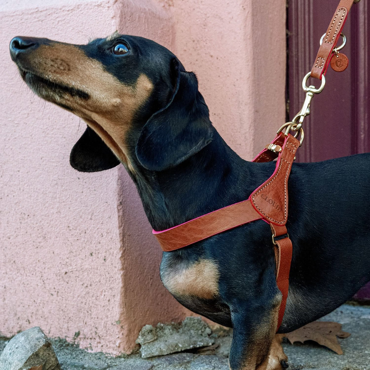 Perky slim leather harness in cognac and pink, lifestyle photo
