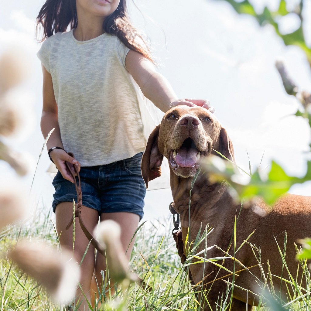 Coordinated set: Heritage brown twisted collar and braided leather lead.