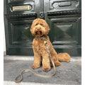 Coordinated set: Stone grey twisted leather collar and matching braided leash.