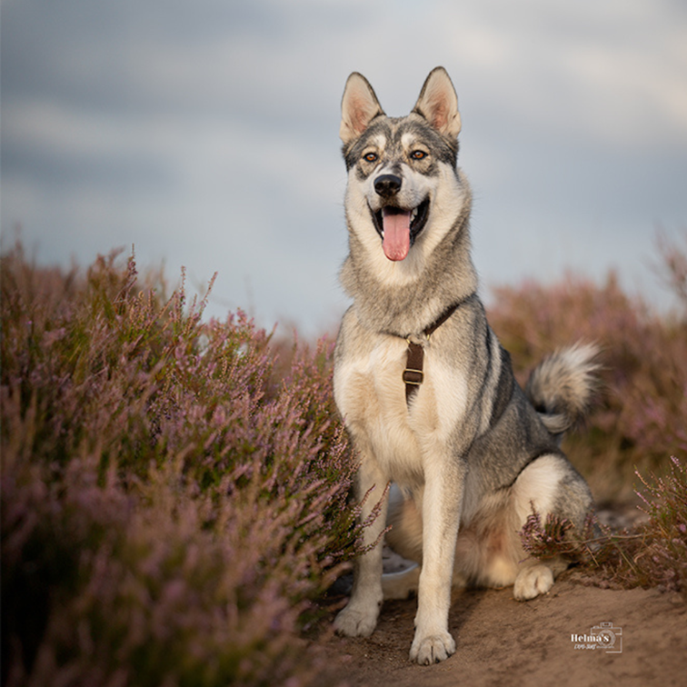 Eco-friendly, plastic-free hemp dog harness in Chestnut Brown worn by a husky dog.